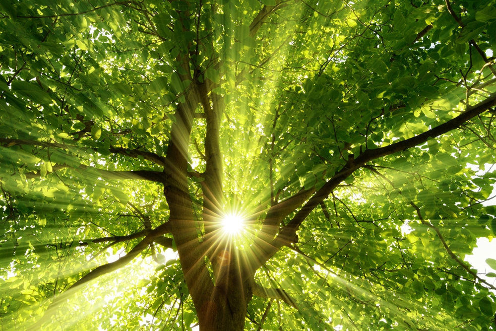 Lumière du soleil traversant le feuillage d'un grand arbre